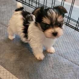 Maltese and Morkie Puppies from K and E Small Breed Puppies