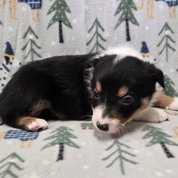 Boy - Tri-color male Border Collie puppy in Pennsylvania from Winter Creek Border Collies