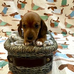 AKC Merrick - Red male Dachshund puppy in Indiana from Dani’s Darling Doxies
