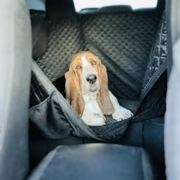 Basset Hound and Dalmatian Puppies from Lazy B Bassets and Dalmatians