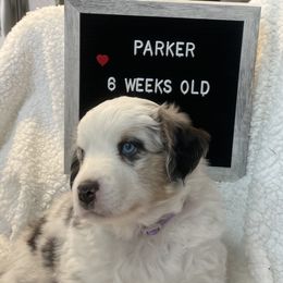 Miniature Australian Shepherd Puppies from Happy Tails, Colorado Mini Aussies