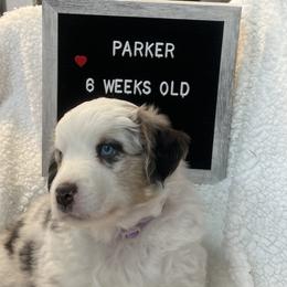 Miniature Australian Shepherd Puppies from Happy Tails, Colorado Mini Aussies