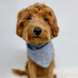 Finn - Goldendoodle