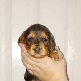 Boy 1 - Dachshund puppy in Florida from DK Miniature Dachshunds