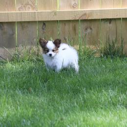 Boy 1 - Sable Papillon puppy in Jackson, Michigan from EJM Papillons
