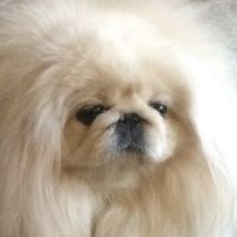 Memphis - Pekingese