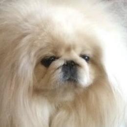 Memphis - Pekingese