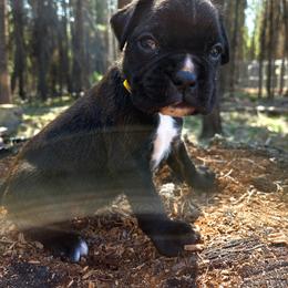 Armani - Brindle female Boxer puppy in Marion, Montana from Serendipity's European Boxers