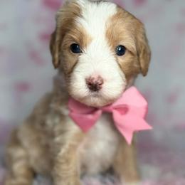 Pink-nellie - Red female Bernedoodle puppy in Yuciapa, California from AlltheDoodlez_