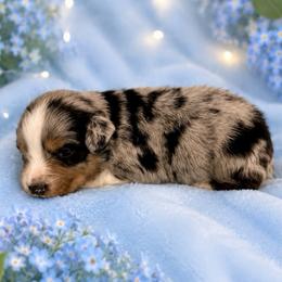 Riptide - Blue merle male Australian Shepherd puppy in Howardsville, Virginia from Spectacular Aussies and Cavaliers
