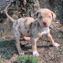 Green collar male - Red merle male Catahoula Leopard Dog puppy in Gadsden, Alabama from Rich Cat’s