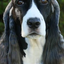English Springer Spaniels from Dalsland