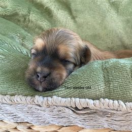 Robbie - Red sable male Havanese puppy in Hudson, New York from Havanese of Claverack and Hudson Valley Labradors
