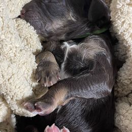 Poodle Puppies from Ladybug Poodles