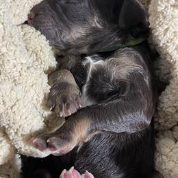 Poodle Puppies from Ladybug Poodles