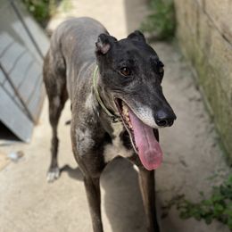 Piper - Greyhound