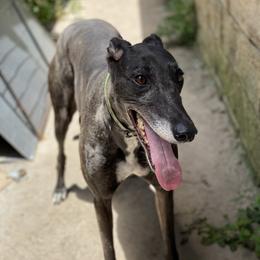Piper - Greyhound