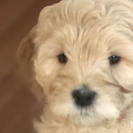 Goldendoodles from Stone Hearth Doodles