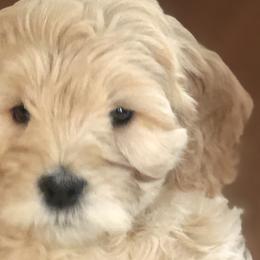 Goldendoodles from Stone Hearth Doodles