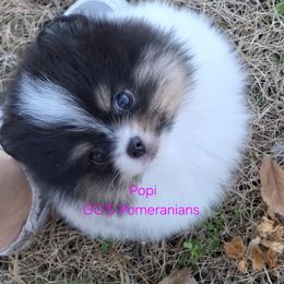 Hazel now popi - Black parti female Pomeranian puppy in Oologah, Oklahoma from GG's Pomeranians