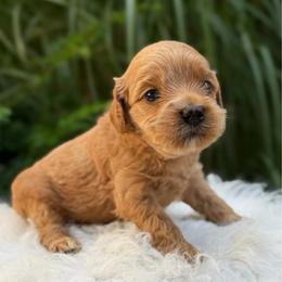 Rose - Red female Australian Labradoodle puppy in Auburn, Washington from West Valley Labradoodles