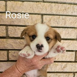 Rosie - Red and white female American Corgi puppy in Centerville, Tennessee from Katerina's American Corgis