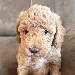 Thor-Grey - Apricot male Goldendoodle puppy in Asheboro, North Carolina from Southern Bred Pups