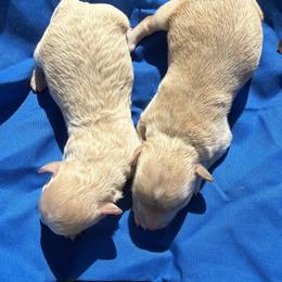 Boy 1 - Apricot male Maltipoo puppy in Cottondale, Florida from Pat’s precious puppies