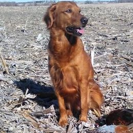 Golden Retrievers from KW Golden Retrievers