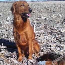 Golden Retrievers from KW Golden Retrievers