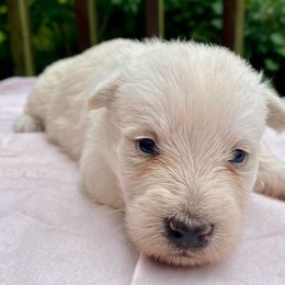 Wheaten Girl 2 (Light Pink Collar) - Wheaten female Scottish Terrier puppy in Jefferson, North Carolina from McGuire’s High Country Terriers