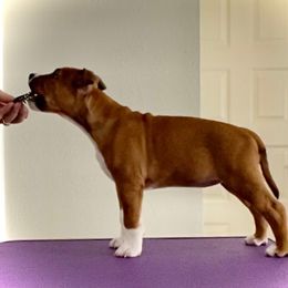 "Our new prospect!  Watch for her in the ring, soon!" American Staffordshire Terrier Puppies from Tempest AmStaffs