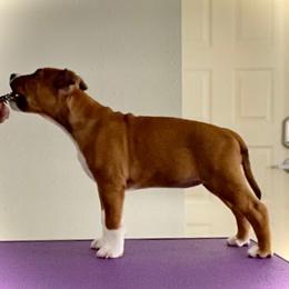 "Our new prospect!  Watch for her in the ring, soon!" American Staffordshire Terrier Puppies from Tempest AmStaffs