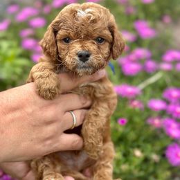 Zuko - Red male Cavapoo puppy in Herriman, Utah from Shaggy Mountain Pups LLC