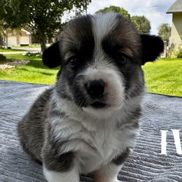 Ivy - Sable female Pembroke Welsh Corgi puppy in Elberta, Utah from 3F Farms- Pembroke Welsh Corgis and Irish Wolfhounds