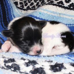 Boy 3 - Black brown and white male Papillon puppy in Missouri from Lovely Acres
