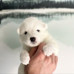 Frost - White male Samoyed puppy in Tremonton, Utah from Sugar Sweet Samoyeds