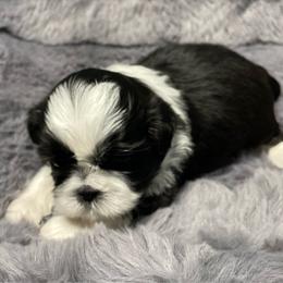 Blake - Black and white male Shih Tzu puppy in Kingsley, Michigan from Joseph's Shih Tzus
