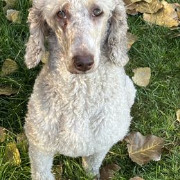 Penelope - Phantom female Poodle puppy in Caldwell, Idaho from Treasure Valley Poodles