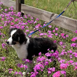 Miniature Australian Shepherds from Rivermede  Miniature American Shepherds