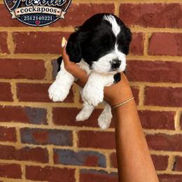 Aubrey (Moo) - Black and white male Cockapoo puppy in Mobile, Alabama from Ace of Spades Yorkies