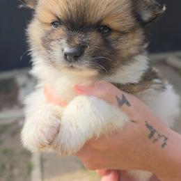 Salem - Chocolate parti male Pomeranian puppy in Gun Barrel City, Texas from Petite Poms