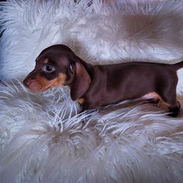 Dachshund and Great Dane Puppies from AZ's Prestigious Minature Dachshunds