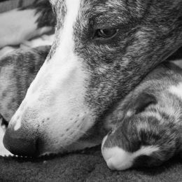 Whippet puppies from Aristaios Farms