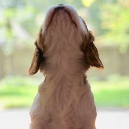 Cavalier King Charles Spaniels from King Cavaliers