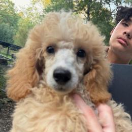 Spark - Parti male Poodle puppy in Florence County, South Carolina from Modern Family Standards