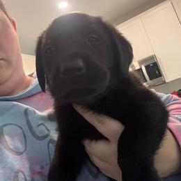 Orange - Black male Labrador Retriever puppy in Menifee, California from The Golden Leash Kennels