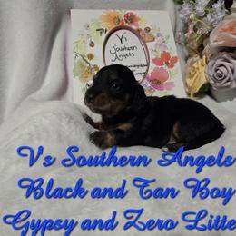 Basset Hound and Dachshund Puppies from V's Southern Angels