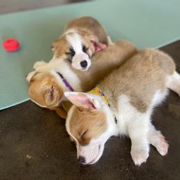 Pembroke Welsh Corgi puppies from Chrismark