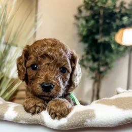 Guacamole (Green Boy) - Red male Cavapoo puppy in Pleasant Grove, Utah from Destination Doodles
